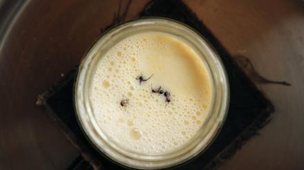 Joghurt-Rezept einmal anders: Man nehme vier Ameisen.