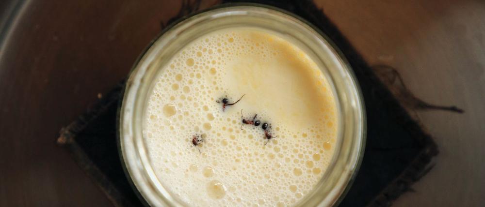 Joghurt-Rezept einmal anders: Man nehme vier Ameisen.