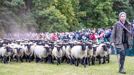 Der Niederlausitzer Almabtrieb ist eine Tradition in Südbrandenburg, die aus den Alpenländern übernommen wurde.
