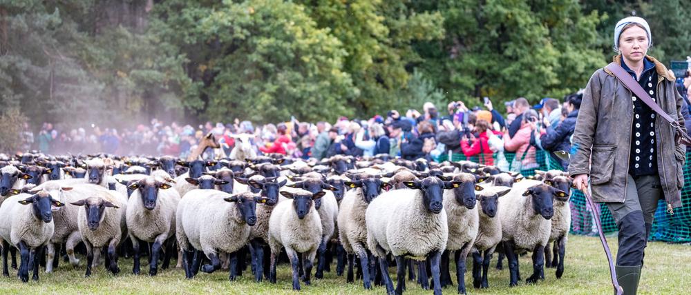 Der Niederlausitzer Almabtrieb ist eine Tradition in Südbrandenburg, die aus den Alpenländern übernommen wurde.