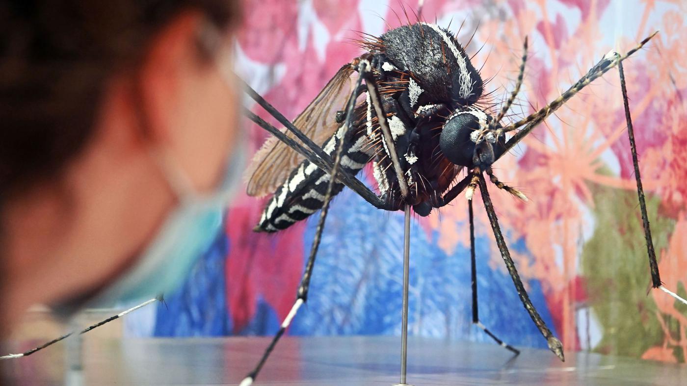 Chikungunya-in-Italien-und-Frankreich-Wie-gef-hrlich-ist-das-