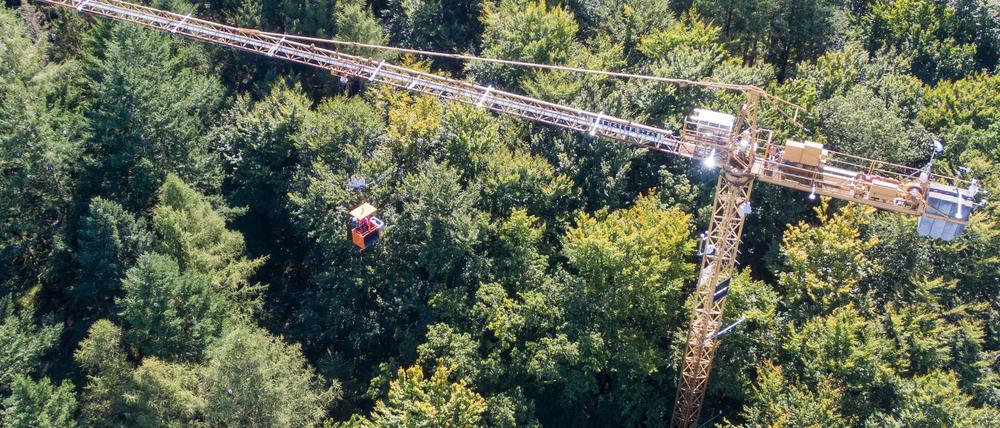 In einem Waldstück bei Demmin untersuchen Wissenschaftler und Wissenschaftlerinnen von Einrichtungen aus Mecklenburg-Vorpommern, Brandenburg und Berlin Bäume detailliert von den Wurzeln bis zur Krone - unter anderem mit einem 45 Meter hohen Drehkran.