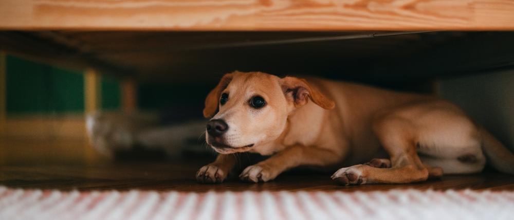 Aus vernachlässigten oder misshandelten Welpen und Junghunden könnten stärker zu Ängstlichkeit und Aggressivität neigende Tiere werden.
