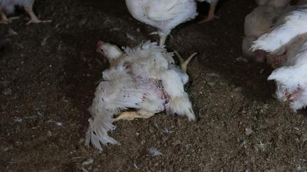 Tierrechtler dokumentieren Missstände in Brandenburger Hühnermastanlagen