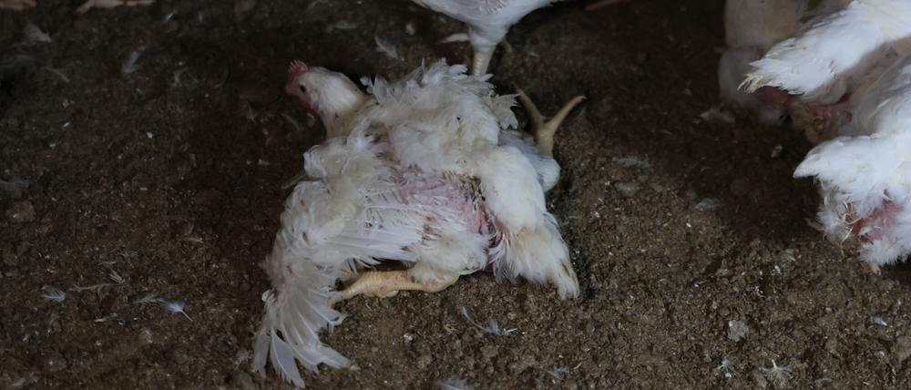 Tierrechtler dokumentieren Missstände in Brandenburger Hühnermastanlagen