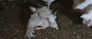 Tierrechtler dokumentieren Missstände in Brandenburger Hühnermastanlagen