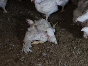 Tierrechtler dokumentieren Missstände in Brandenburger Hühnermastanlagen