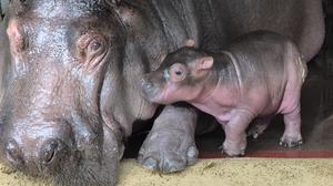 Flusspferddame Nala wird erstmals Mutter.