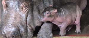 Flusspferddame Nala wird erstmals Mutter.