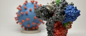 Vor allem Veränderungen des S-Proteins (Vordergrund), des „Stachels“ des Coronavirus (im Hintergrund), erleichtern dem Covid-19-Erreger die Vermehrung. 