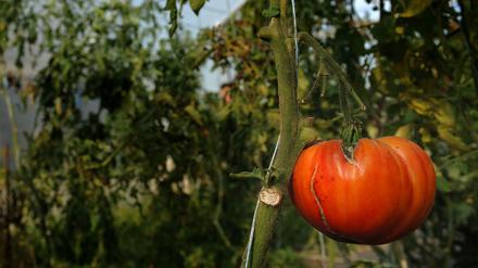 Fleischtomate