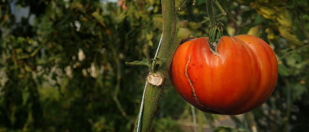 Fleischtomate