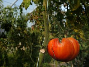 Fleischtomate