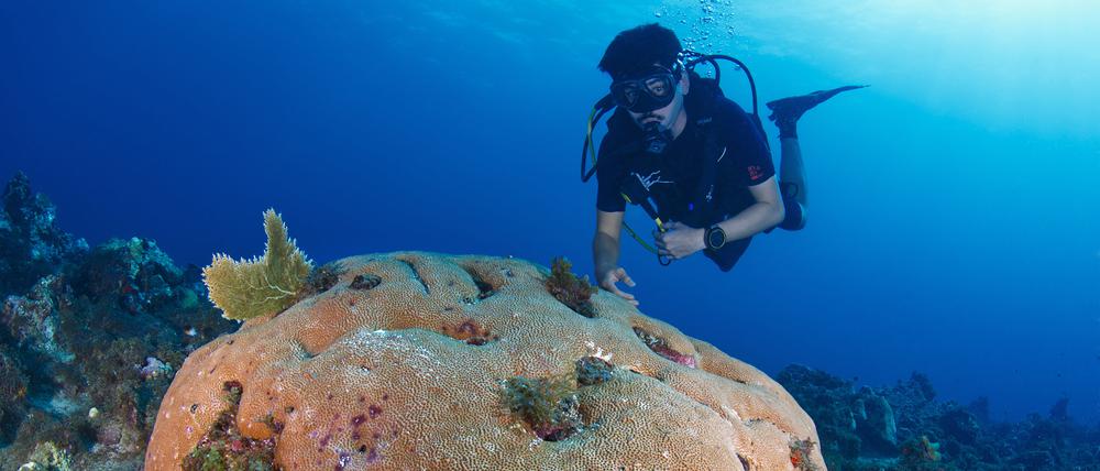 Auf seinem Tauchgang vor der Insel Martinique hat Gabriel Cardoso nur vereinzelt noch lebende Siderastrea-siderea-Korallen entdeckt.