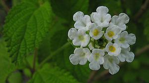 Lippia graveolens, eine mexikanische Oreganoart, deren ätherische Öle antibakteriell wirken.