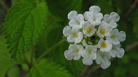 Lippia graveolens, eine mexikanische Oreganoart, deren ätherische Öle antibakteriell wirken.