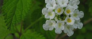 Lippia graveolens, eine mexikanische Oreganoart, deren ätherische Öle antibakteriell wirken.