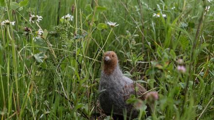 Das in seinem Bestand gefährdete Rebhuhn ist zum Vogel des Jahres gewählt worden. (Archivbild)
