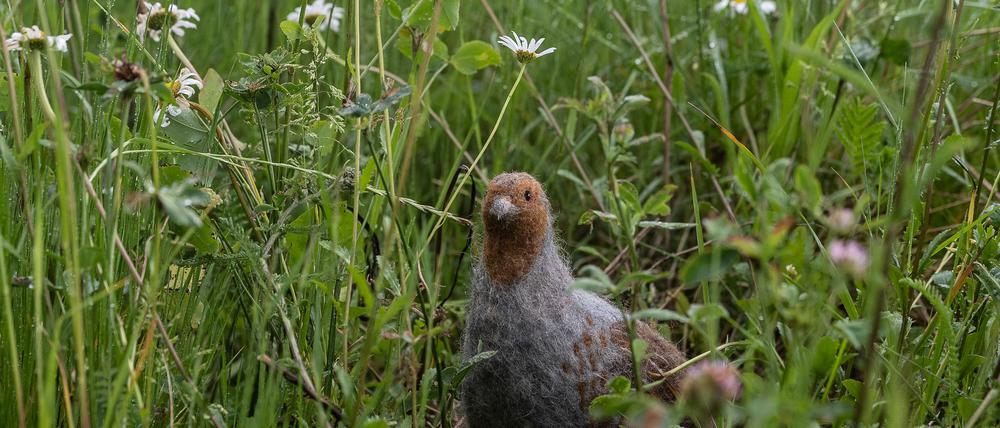 Das in seinem Bestand gefährdete Rebhuhn ist zum Vogel des Jahres gewählt worden. (Archivbild)