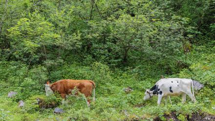 Im Agroforst oder Waldweidesystem werden Bäume, Pflanzen und Tierhaltung kombiniert.