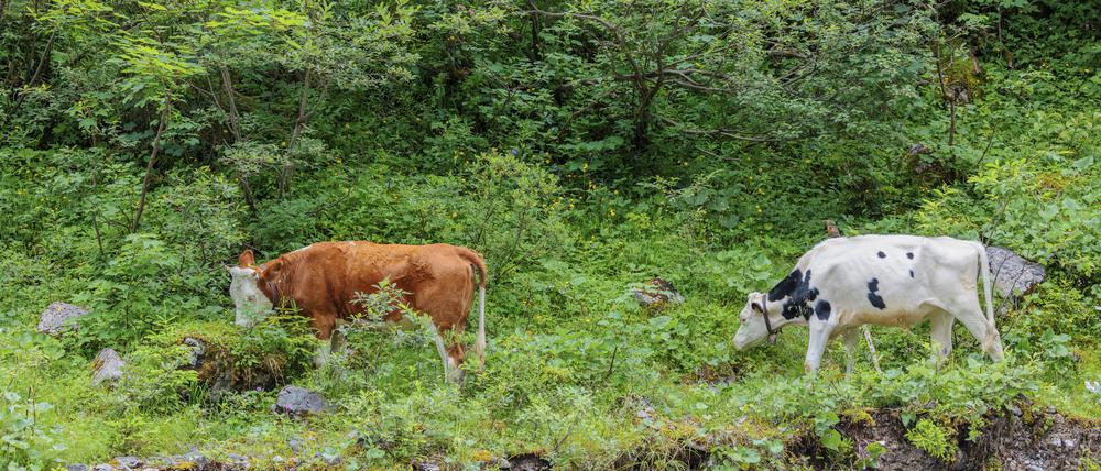 Im Agroforst oder Waldweidesystem werden Bäume, Pflanzen und Tierhaltung kombiniert.