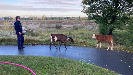 Am Morgen sind mehrere Kälber ausgebüxt.