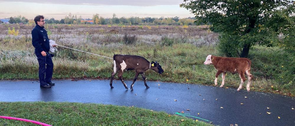 Am Morgen sind mehrere Kälber ausgebüxt.