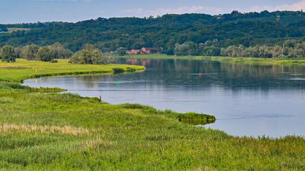 Der Nationalpark Unteres Odertal - eine geschützte Flussauenlandschaft im Nordosten von Brandenburg - besteht seit 30 Jahren. (Archivbild) 