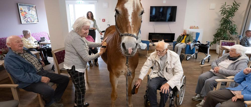 Geduldig lässt sich die Haflinger-Stute striegeln.