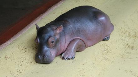 Das neue Nilpferdbaby im Zoo
Foto: Zoo Berlin