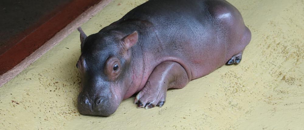 Das neue Nilpferdbaby im Zoo
Foto: Zoo Berlin