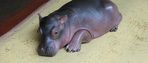 Das neue Nilpferdbaby im Zoo
Foto: Zoo Berlin
