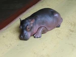Das neue Nilpferdbaby im Zoo
Foto: Zoo Berlin