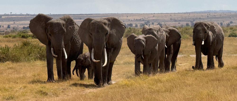 In der Nähe des Unfallorts befindet sich ein privater Wildpark, in dem zahlreiche Elefanten leben. (Symbolbild)