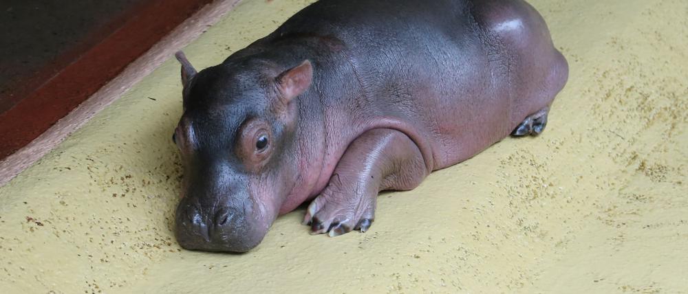 Das Flusspferd-Baby kam vor knapp zwei Wochen auf die Welt.