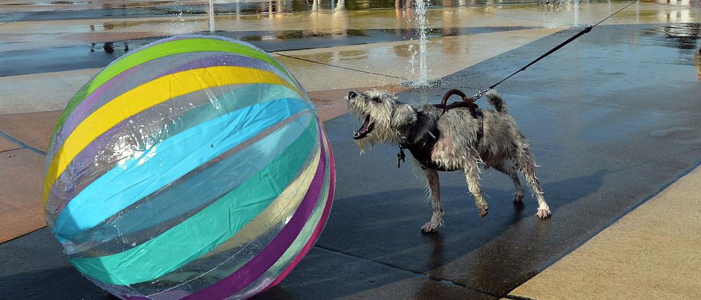 Ein Ball ist für etliche Hunde ein höchst verführerisches Objekt. (Archivbild)