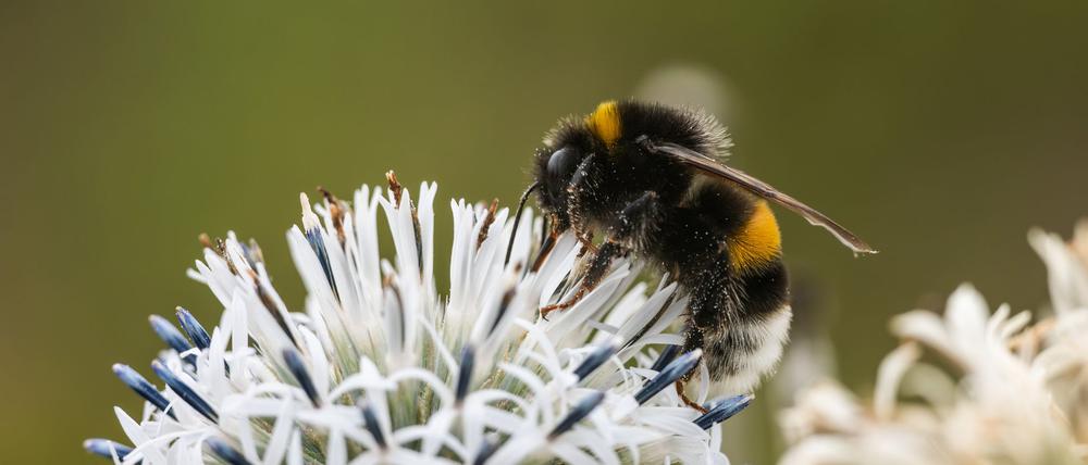 Zehn Prozent der Wildbienen sind in Europa bedroht (Archivbild)