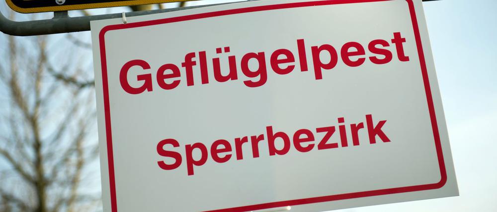 In einem Betrieb in Brandenburg wurde Geflügelpest festgestellt. (Symbolbild)