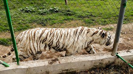 Nach Angaben der Behörden wiegte der entlaufene Tiger rund 130 Kilogramm. 
