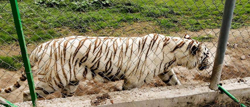 Nach Angaben der Behörden wiegte der entlaufene Tiger rund 130 Kilogramm.