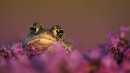 Kreuzkröte Bufo calamita zwischen Blumen.