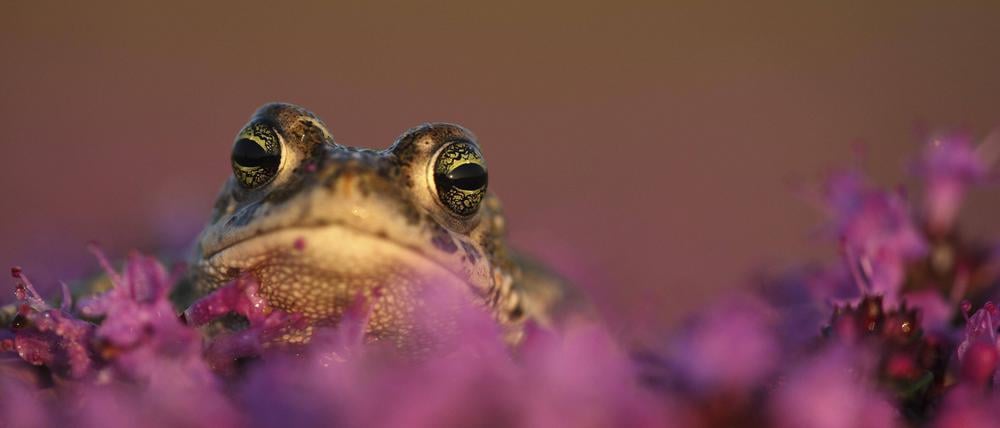 Kreuzkröte Bufo calamita zwischen Blumen.