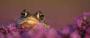 Kreuzkröte Bufo calamita zwischen Blumen.