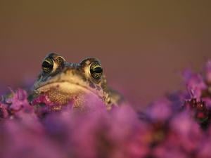 Kreuzkröte Bufo calamita zwischen Blumen.