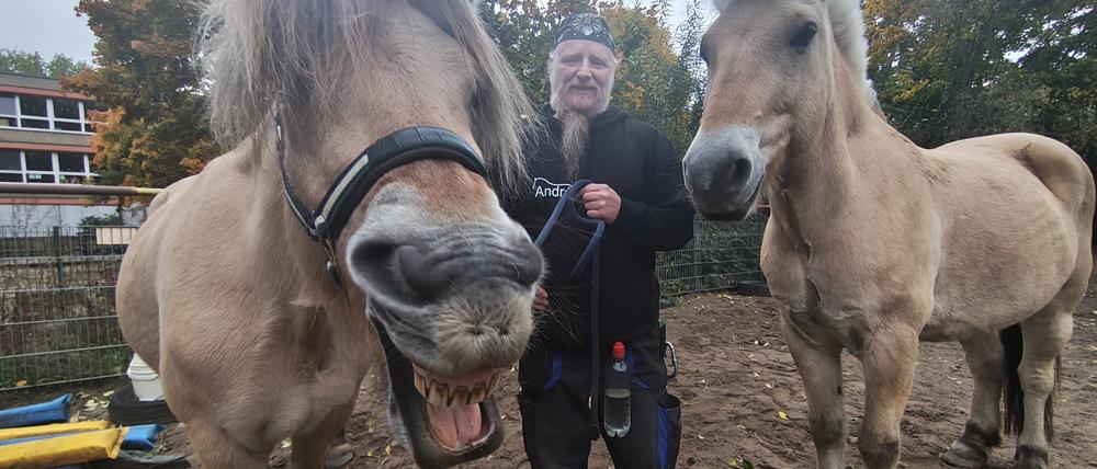 Die Fjordpferde Nicole (links) und Bobbi sowie André Sroka, pädagogischer Mitarbeiter auf dem Abenteuerspielplatz Robinson in Berlin-Hohenschönhausen.