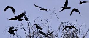 Jeden Abend kann man in Potsdam große Krähenschwärme beobachten, die sich auf den Weg zu ihren Massenschlafplätzen machen. 