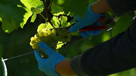 Weißburgunder wird in einem Weinberg des Landesweinguts Kloster Pforta gelesen (Symbolbild).