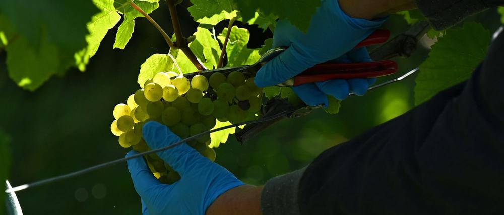 Weißburgunder wird in einem Weinberg des Landesweinguts Kloster Pforta gelesen (Symbolbild).