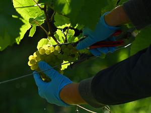 Weißburgunder wird in einem Weinberg des Landesweinguts Kloster Pforta gelesen (Symbolbild).