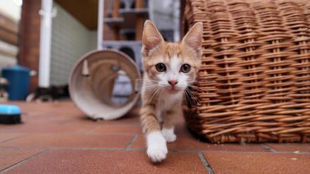 Potsdam, 28.07.2022 / Lokales / Tierheim, Tierrettung, Schwielowsee / Geltow, Katzen, Jungkatzen, Katzenbays, Foto: Ottmar Winter PNN ACHTUNG: Foto ist ausschlie§lich fr redaktionelle Berichterstattung der PNN und des TGSP! Eine kommerzielle Nutzung, z.B. Werbung, ist ausgeschlossen. Die Weitergabe an nicht autorisierte Dritte, insbesondere eine weitergehende Vermarktung ber Bilddatenbanken, ist unzulssig.